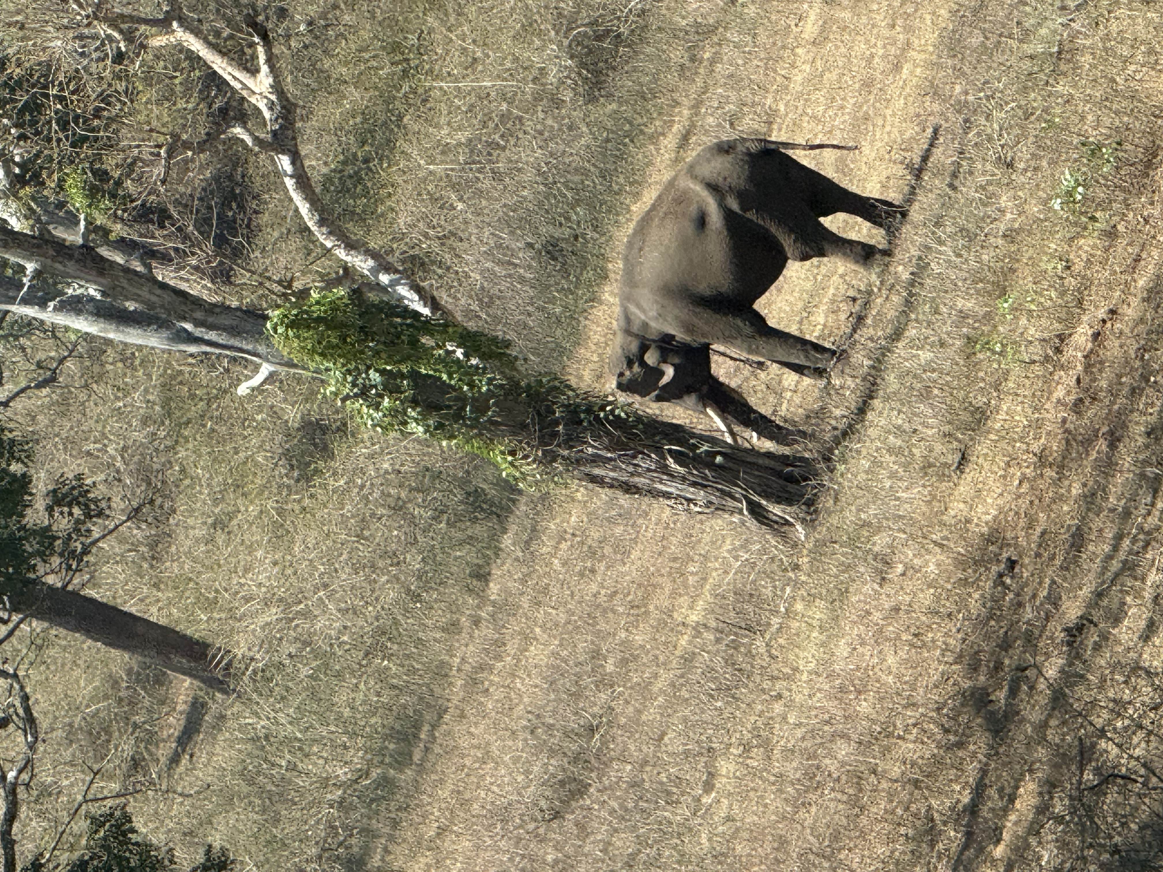 Elephants in Mudumalai National Park